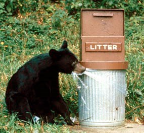 bear at trash